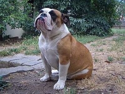 The front left side of brown with white and black Australian Bulldog is sitting in a dirt lawn and it is looking up.